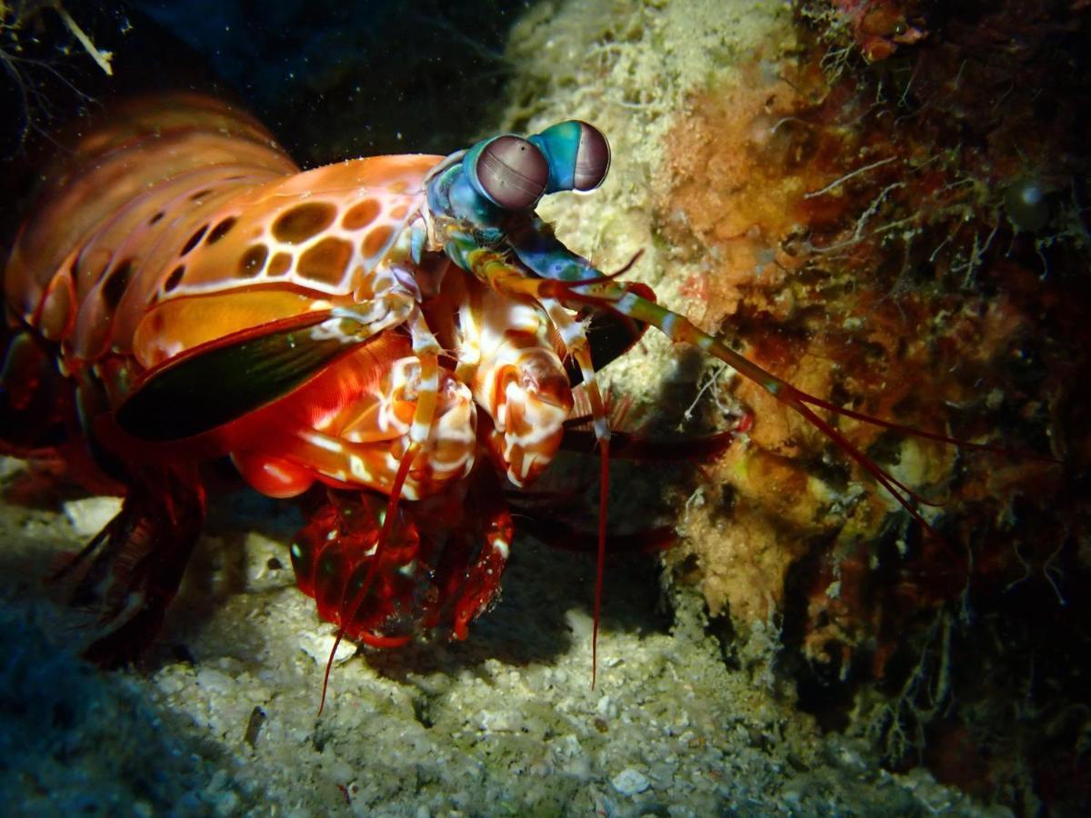 Alegria Dive Resort エクステリア 写真