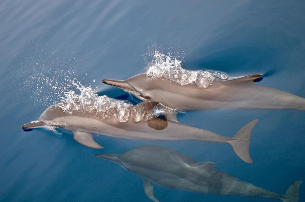 Alegria Dive Resort エクステリア 写真